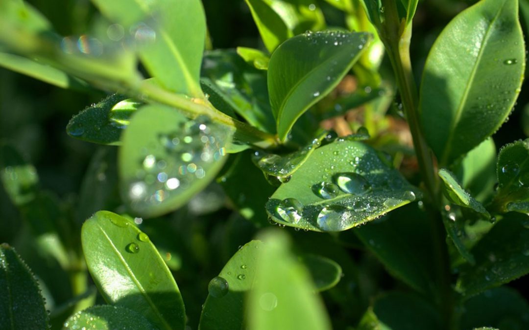 Spring Season – a reminder of level 1 water restrictions